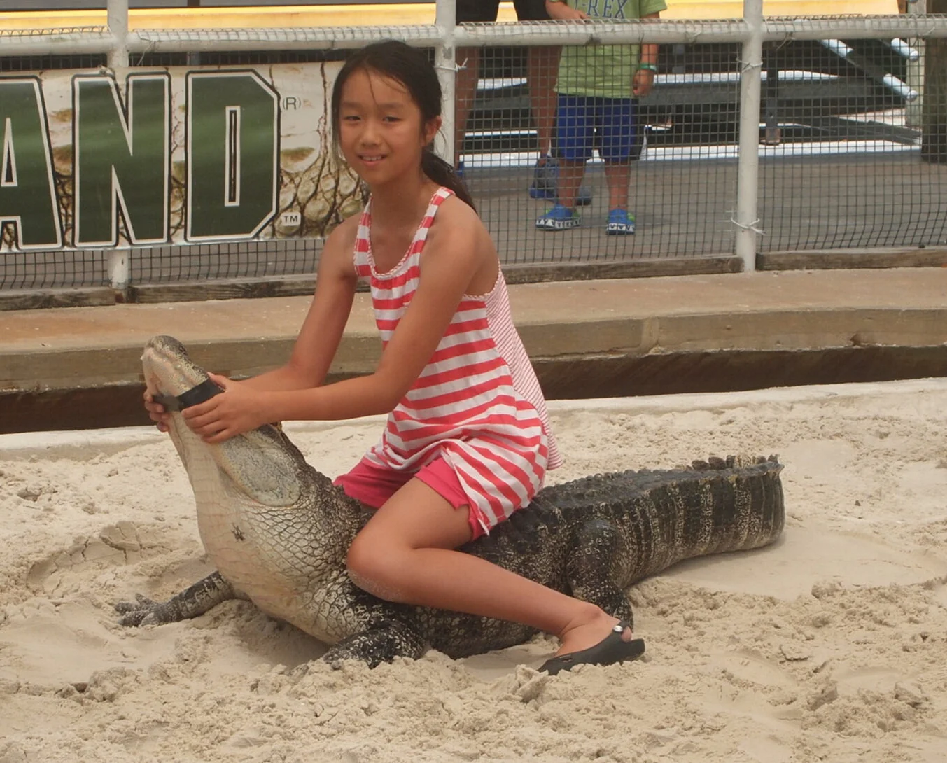 Alligator.jpg