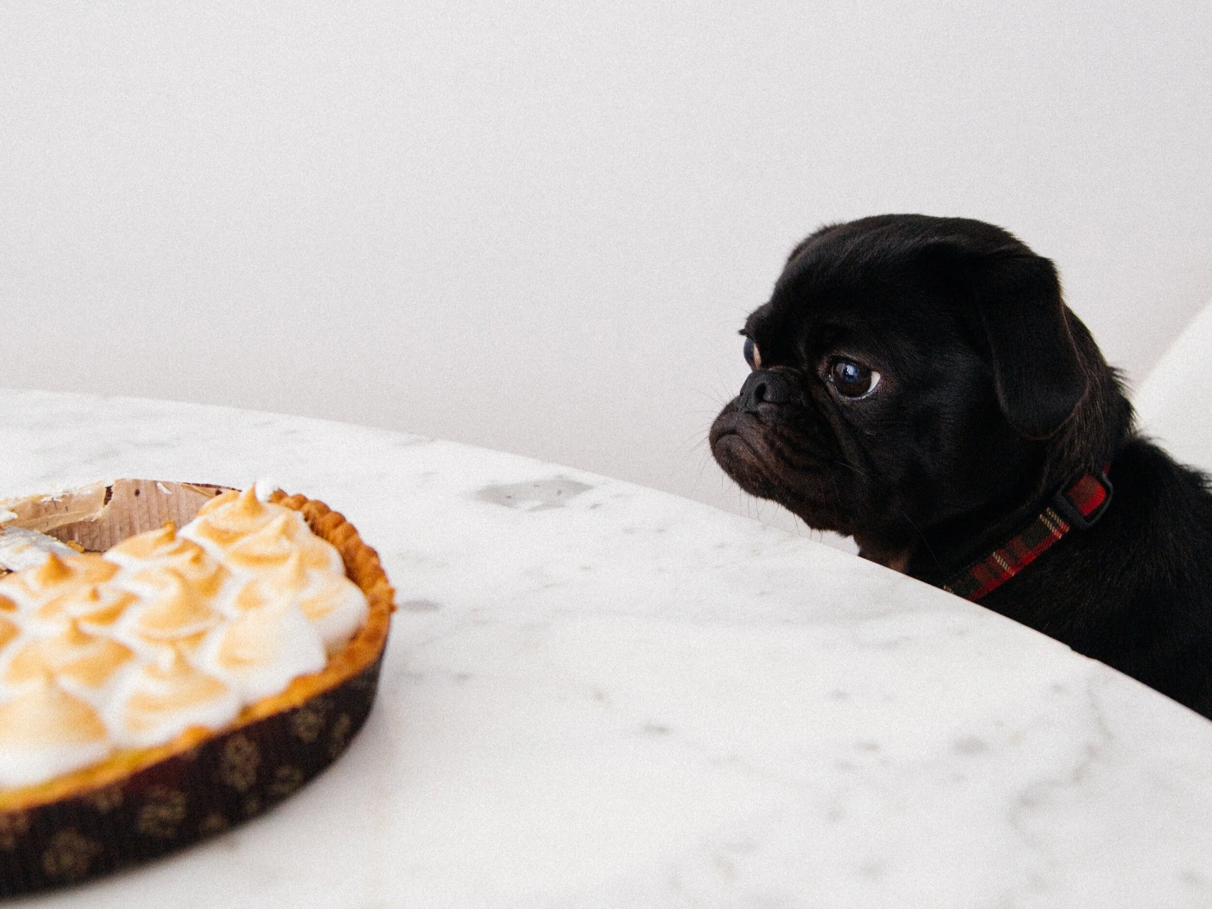 10 Foods to Never Give your Dog