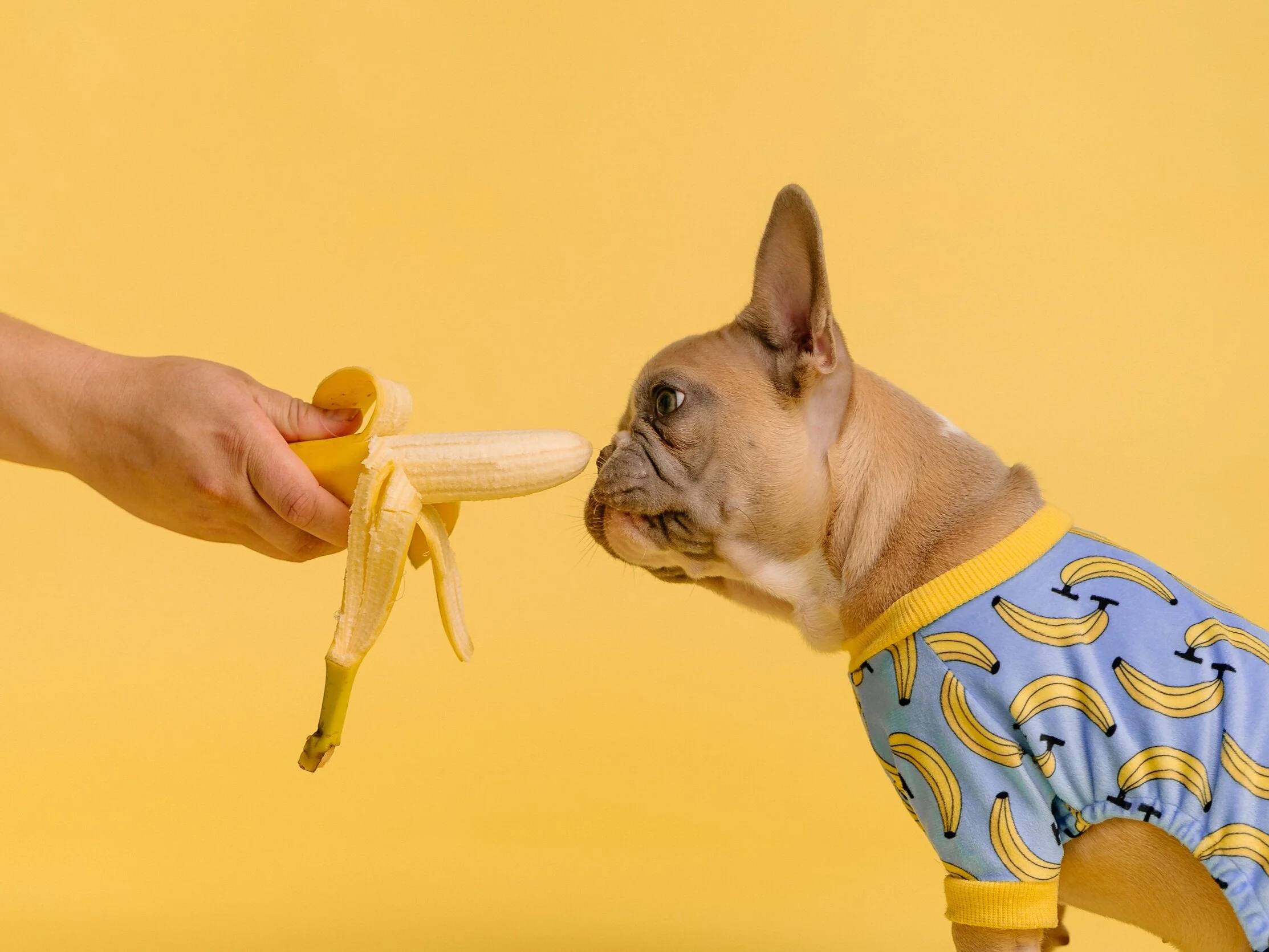 10 Foods to Give your Dog