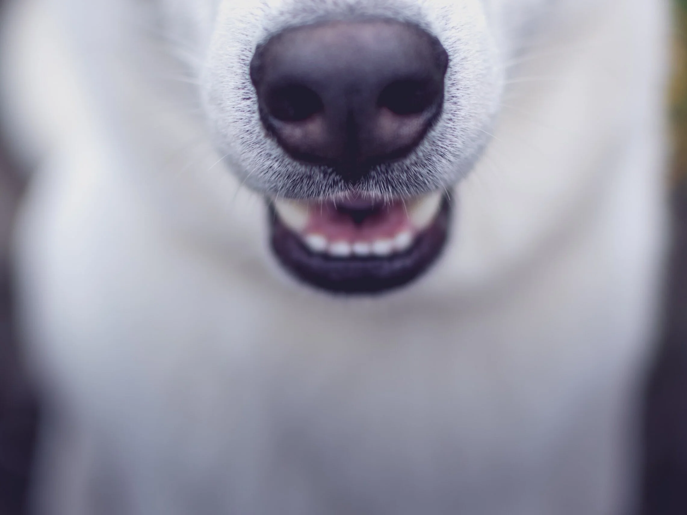 Little Sniffers