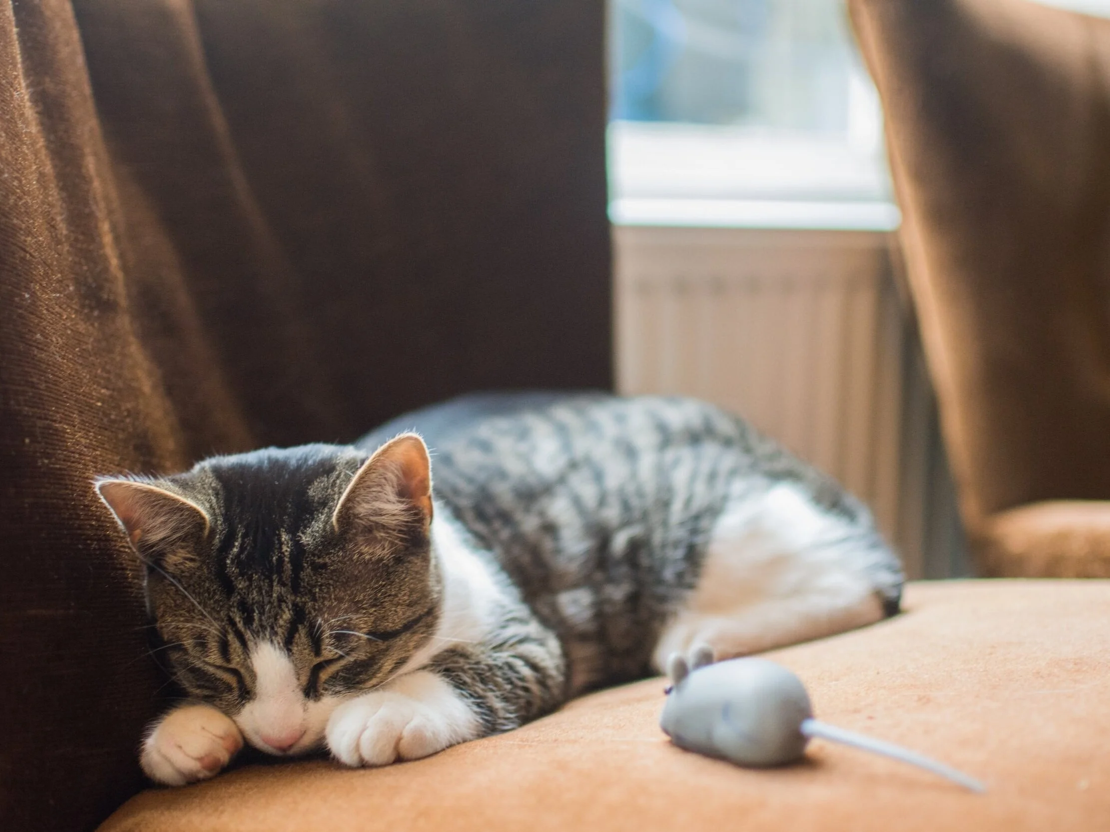 How to keep your Cat Active