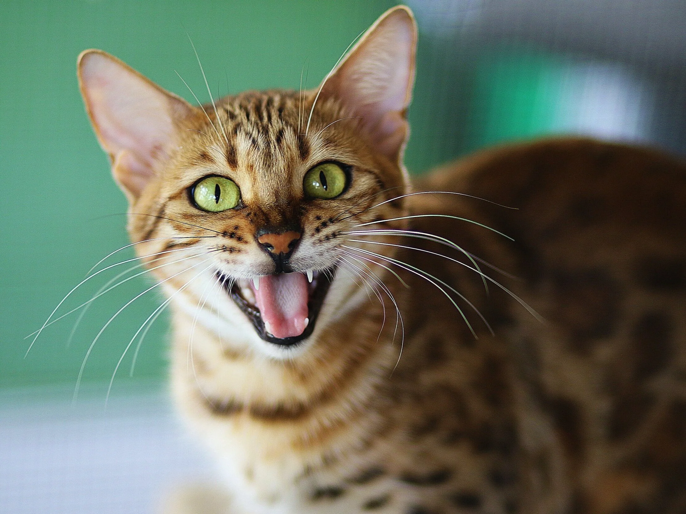 Brushing your Cat’s Teeth