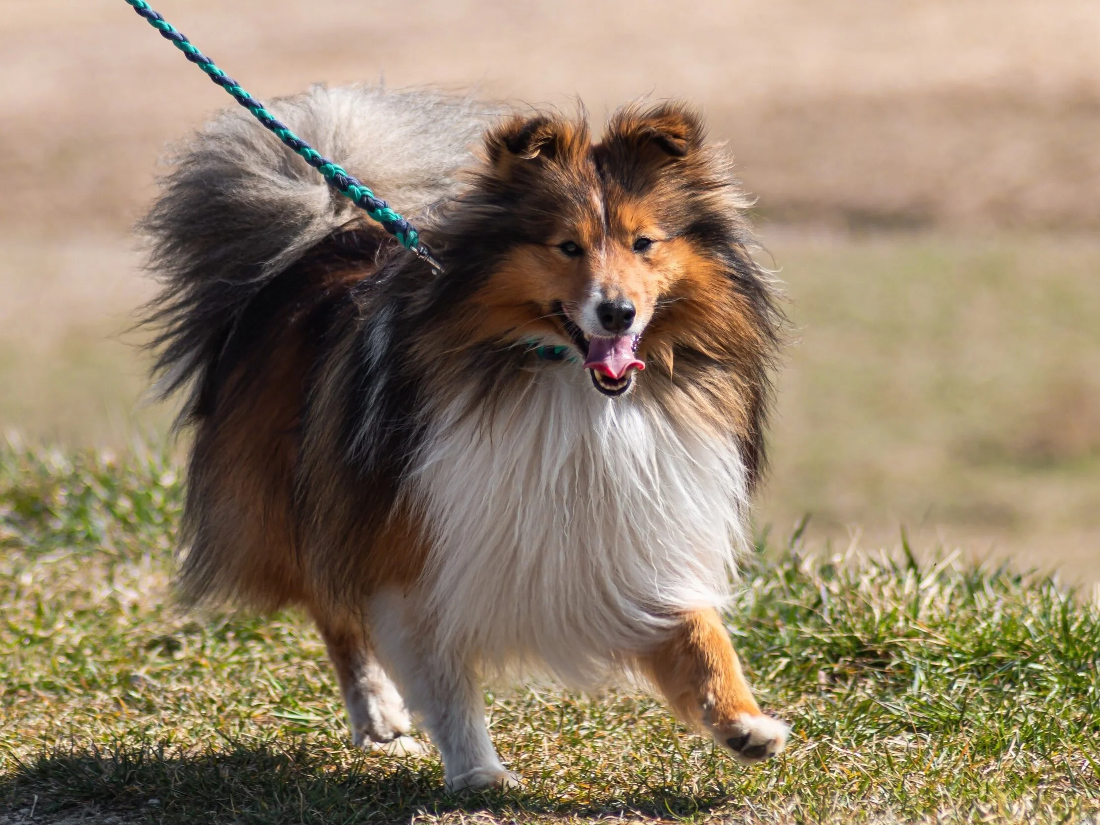 Walking an Old Dog