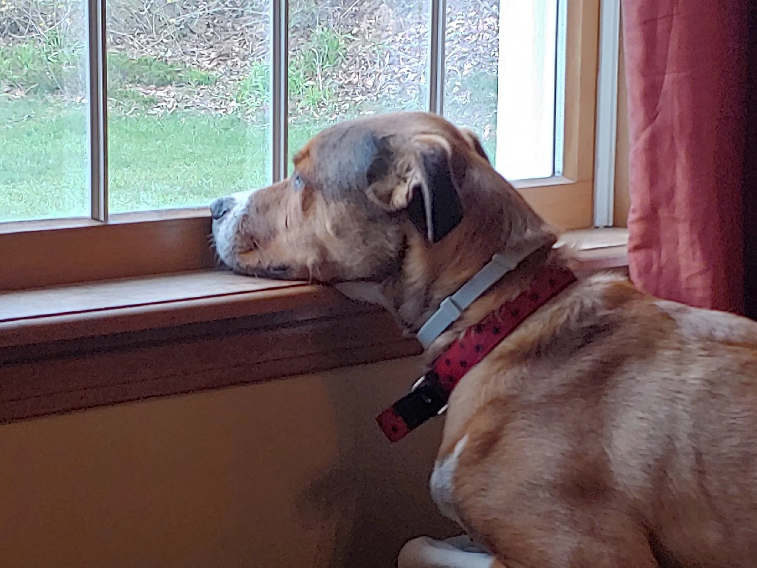 Leaving a Dog at Home