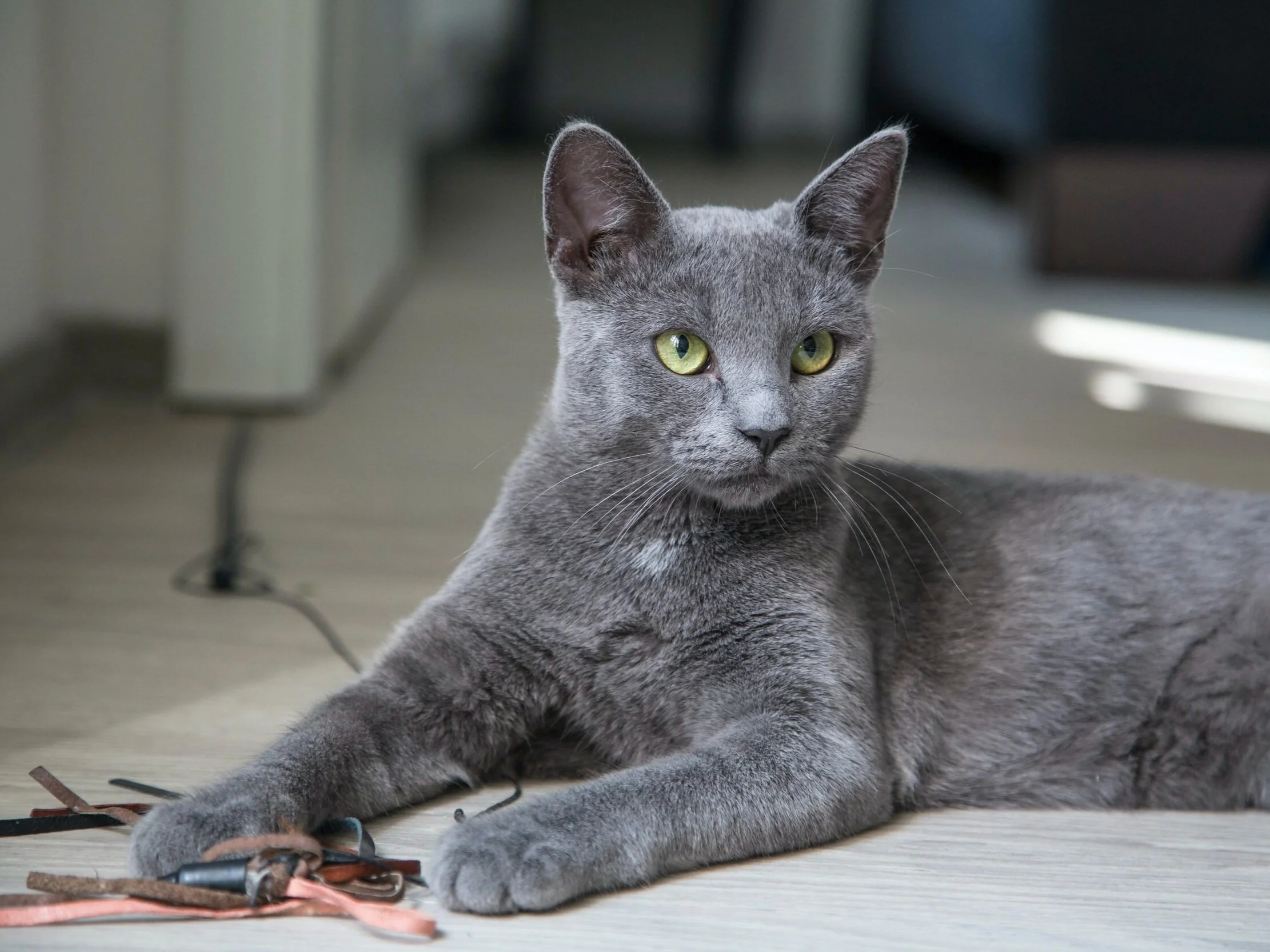 Mental Health for Cats
