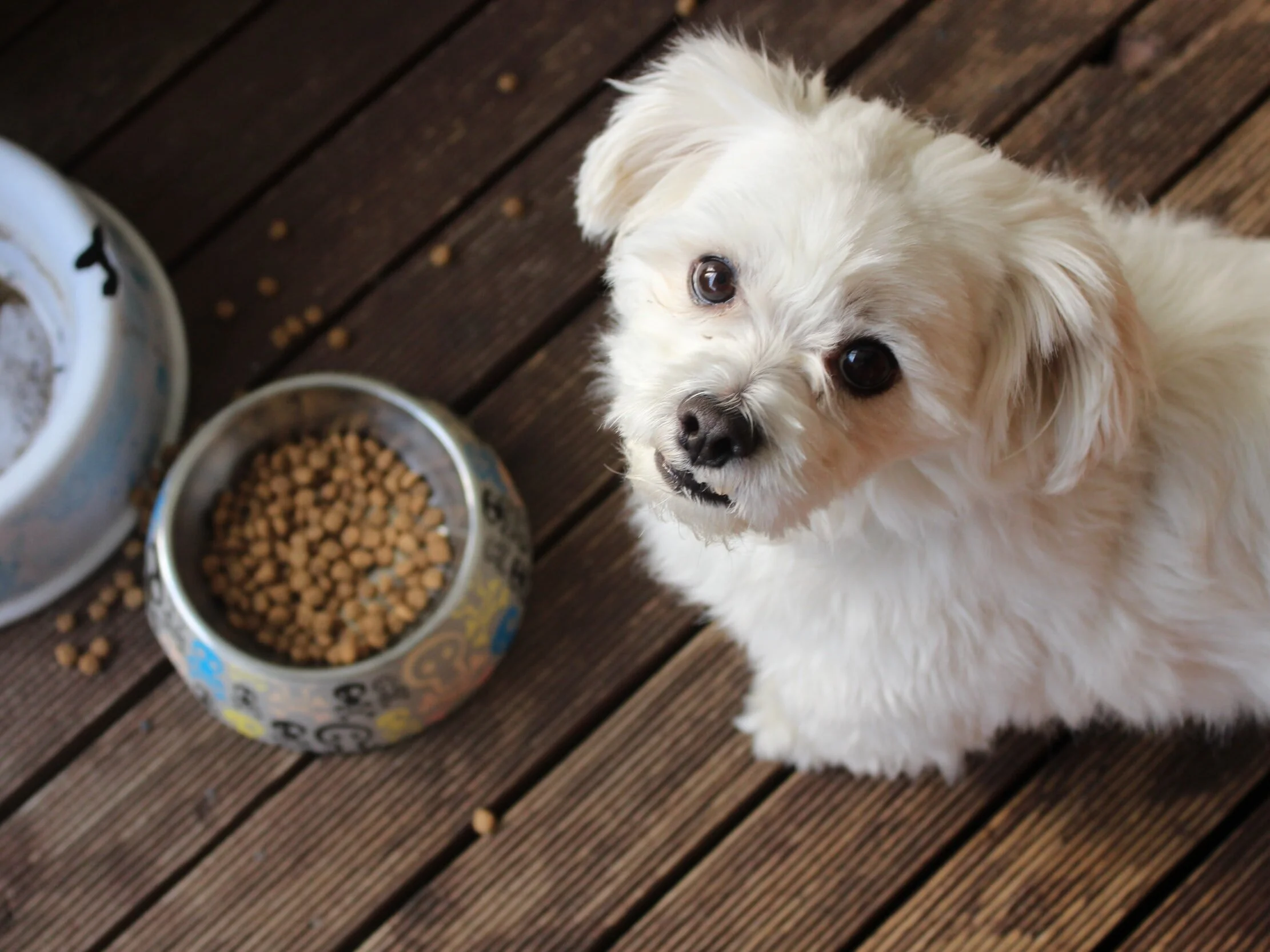 Wet vs Dry Food