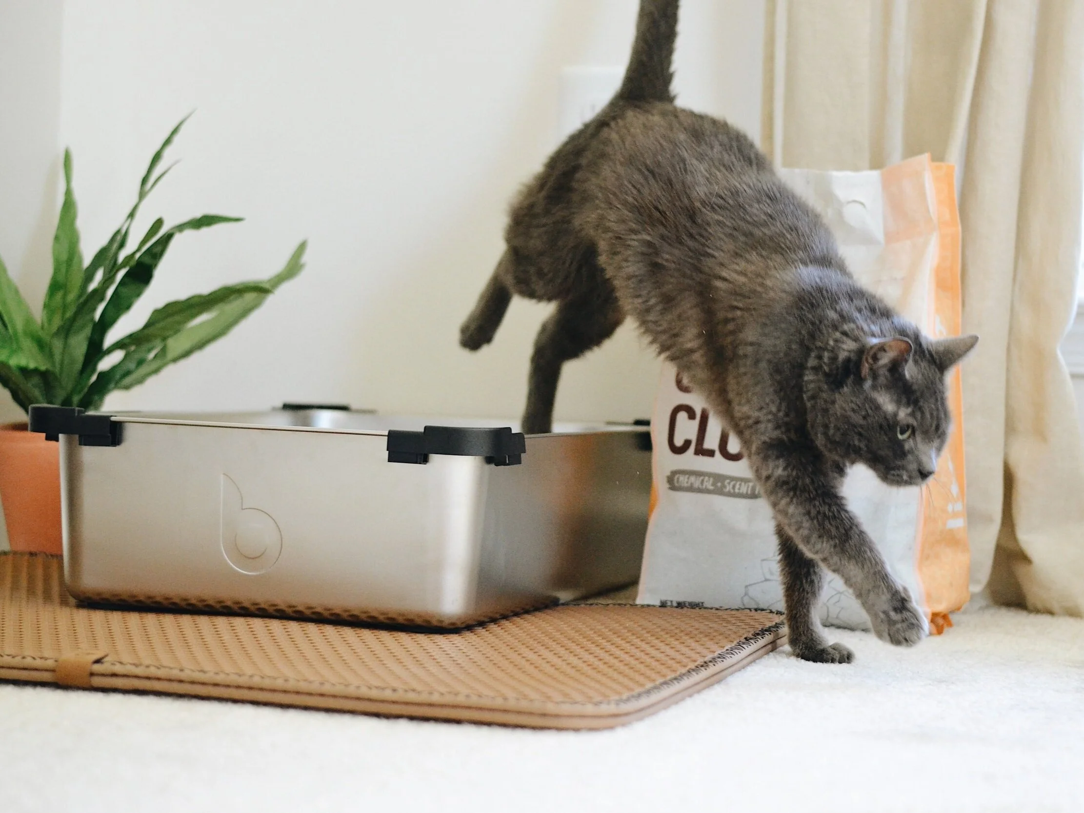 In the Litter Box!