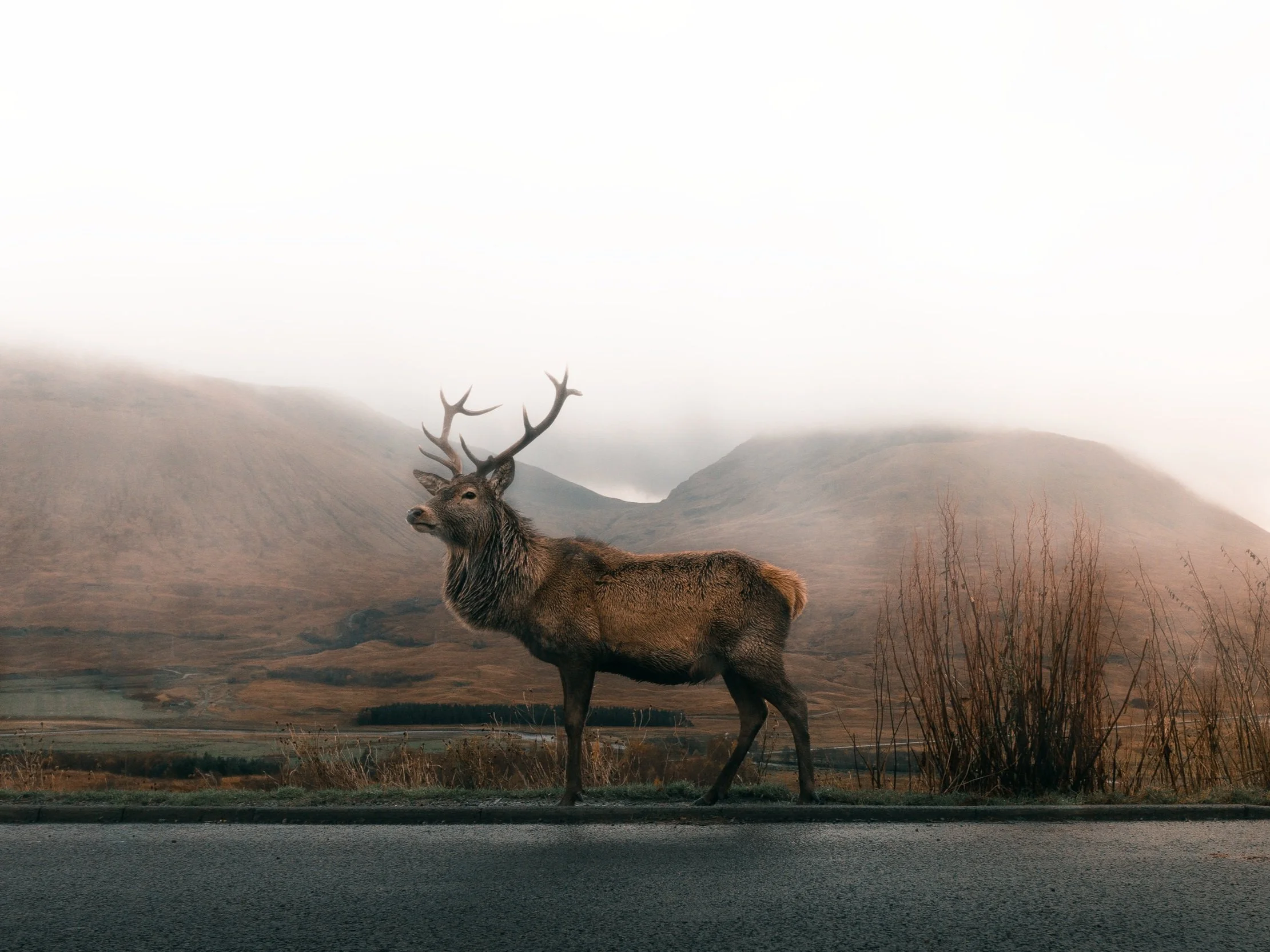 Food of the Wild