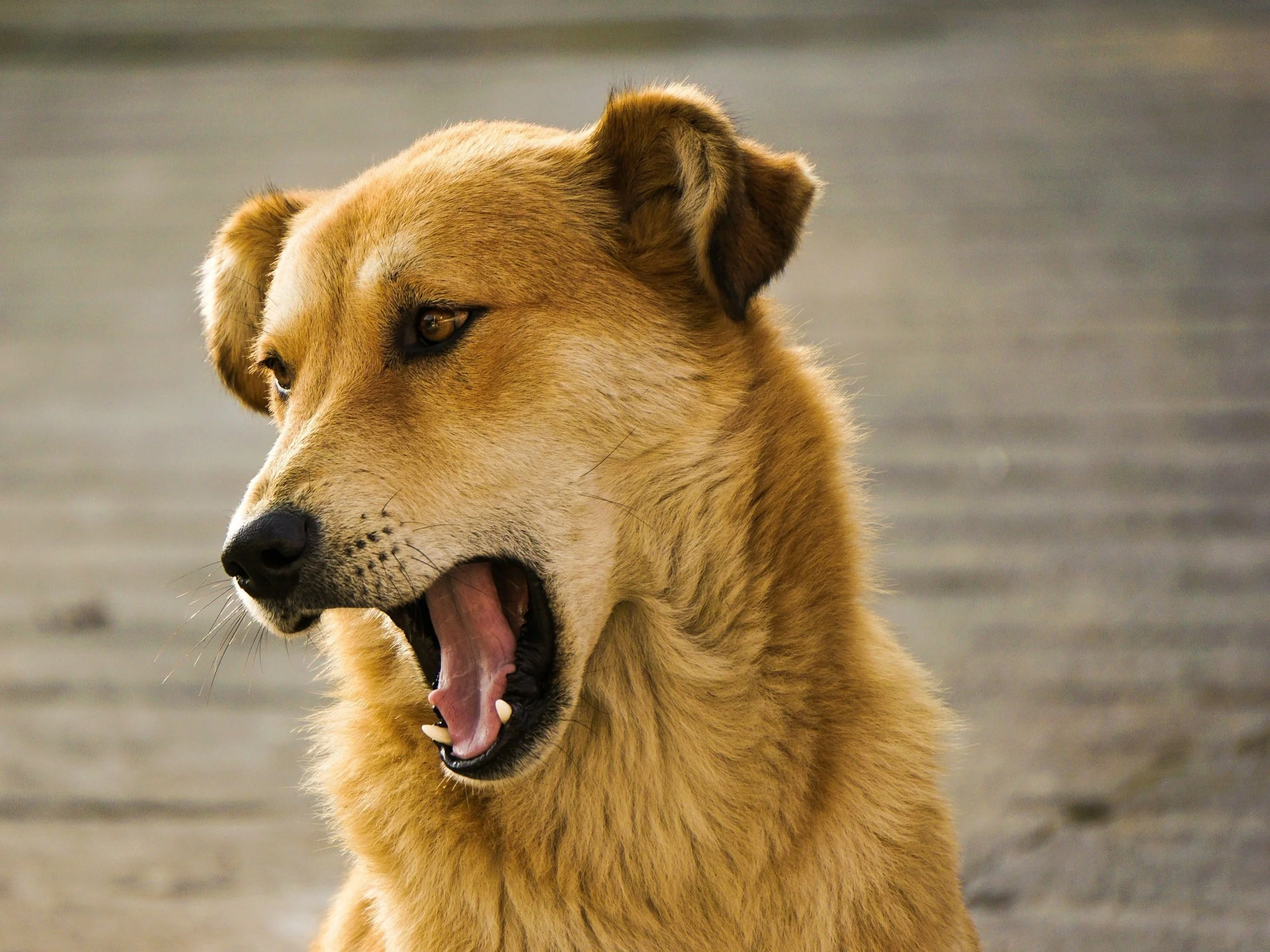 Yipper Yapper
