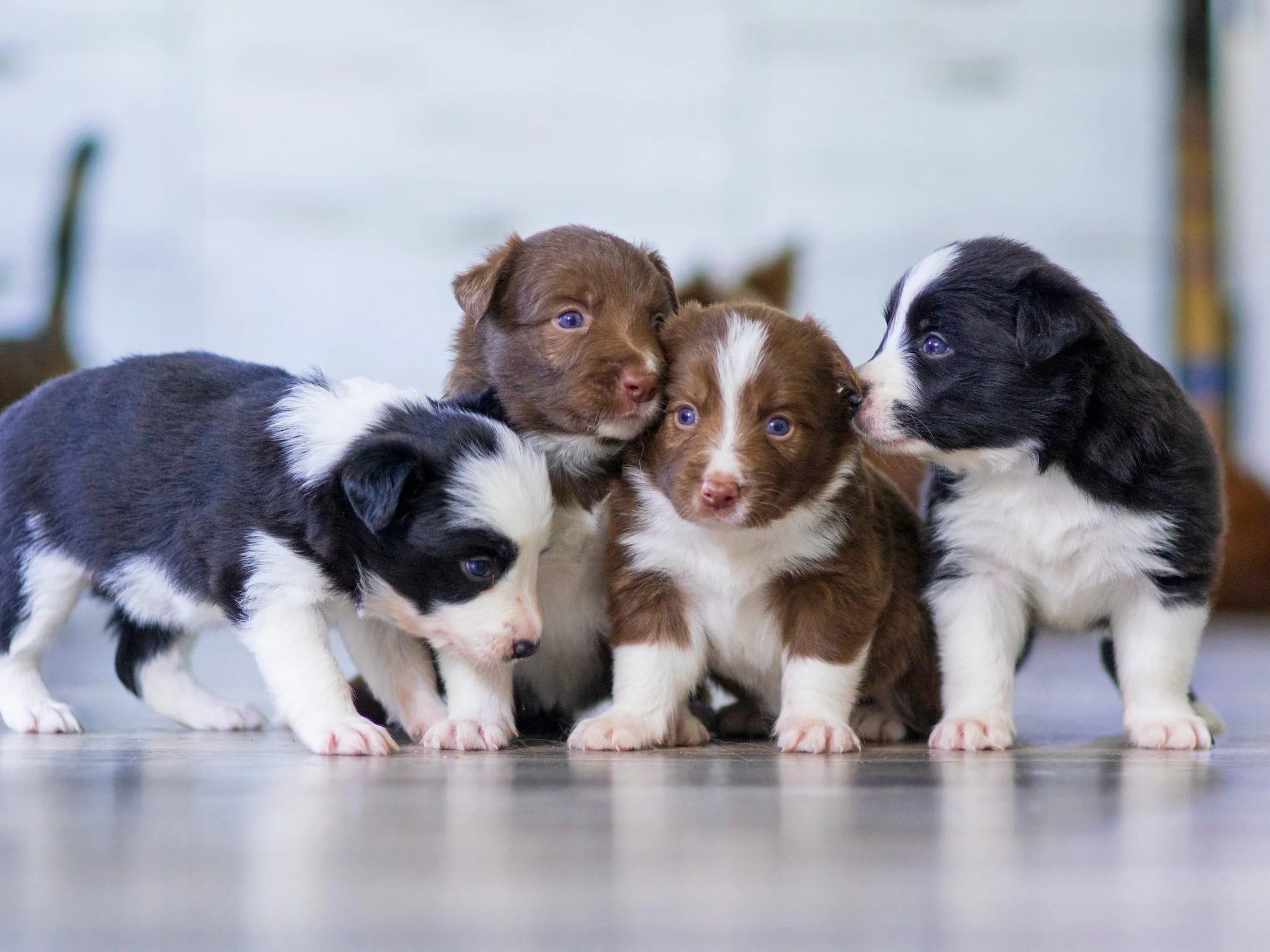 Puppy Troubles